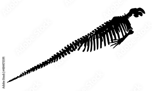 silhouette of steller's sea cow skeleton