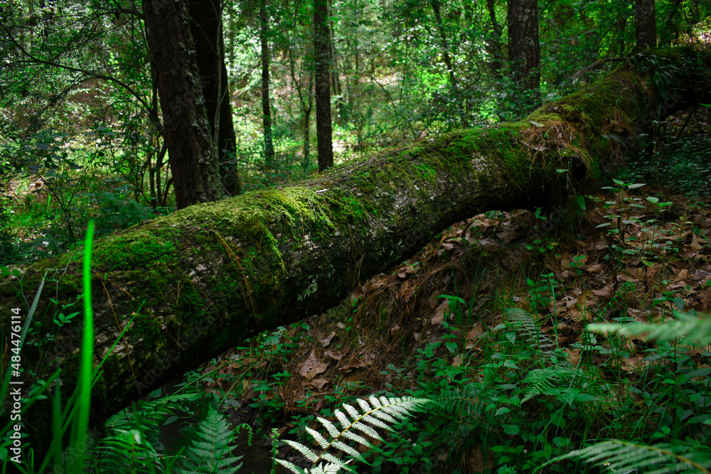 Bosque puente natural