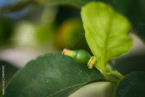 lime bud close up in the garden