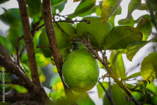 Lime on a lime tree