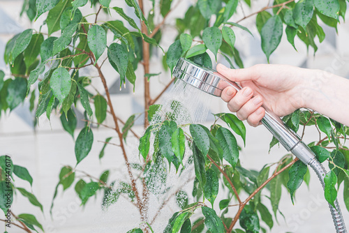 Fotografie houseplant care - washing in the shower