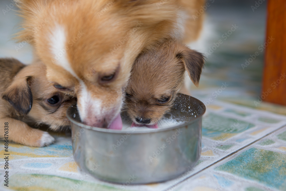 Mother dog feeding puppies online