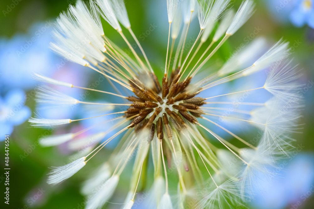 Obraz premium Dandelion
