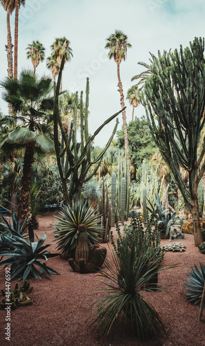 cactus in the garden