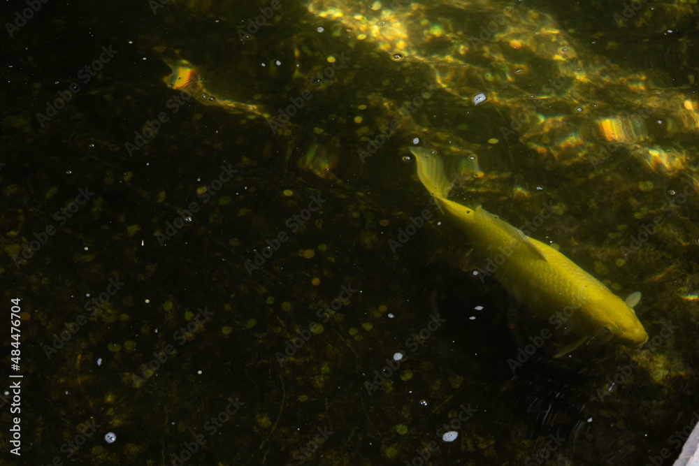 Fototapeta premium carpa in the water