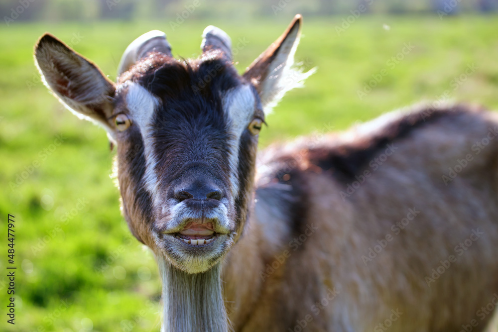 Domestic milk goat with long beard and horns grazing on green farm pasture on summer day. Feeding of cattle on farmland grassland Domestic milk goat with long beard and horns grazing on green farm pasture on summer day. Feeding of cattle on farmland grassland