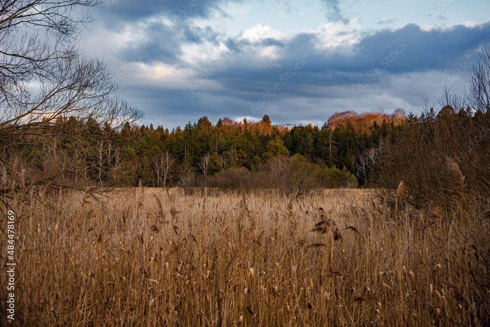 Moor, Schilf, Sumpf, Landschaft, Wolken, Wald, Bäume, Himmel Moor, Schilf, Sumpf, Landschaft, Wolken, Wald, Bäume, Himmel