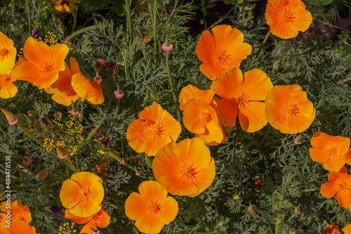 Beautiful orange California poppies in the summer garden photo