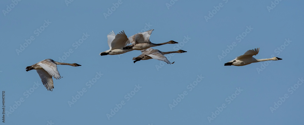 Trumpeter swans in flight Deere Parkes wildlife management area Idaho