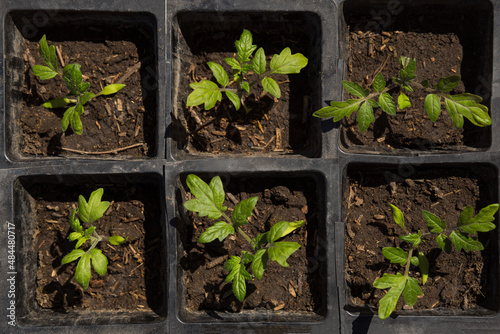 Fotografie Tomato seedlings top view. Tomato seedling in plastic cups.