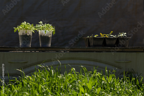 Obraz na płótnie Growing tomato seedling in plastic cups.