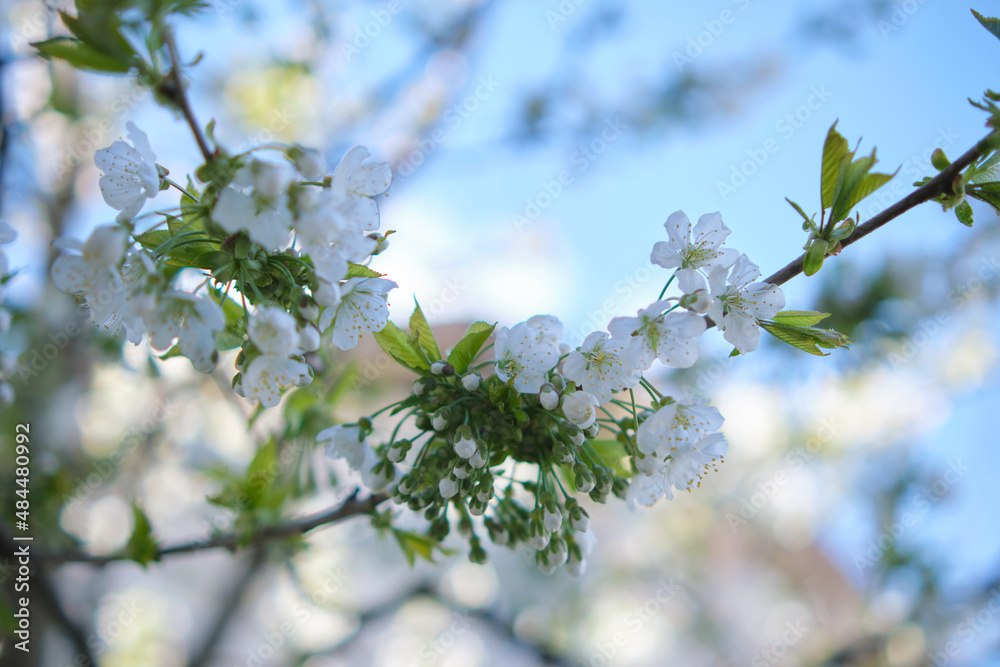 Twigs of cherry tree with white blossoming flowers in early spring Twigs of cherry tree with white blossoming flowers in early spring