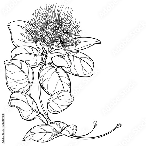 Outline corner bouquet of tropical Metrosideros or pohutukawa or Christmas tree flower in black isolated on white background. 