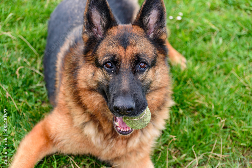 portrait of a german shepherd lying on the grass like a sphinx with an old tennis ball in his mouth and looking directly at the camera portrait of a german shepherd lying on the grass like a sphinx with an old tennis ball in his mouth and looking directly at the camera