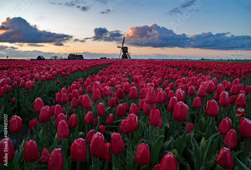 new day in the tulips