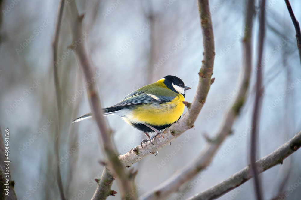 Yellow wild tit bird perching on tree branch on cold winter day Yellow wild tit bird perching on tree branch on cold winter day