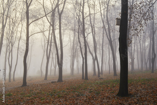Autumn forest in the fog in the morning, and a tree with a birdhouse © denfotoblog