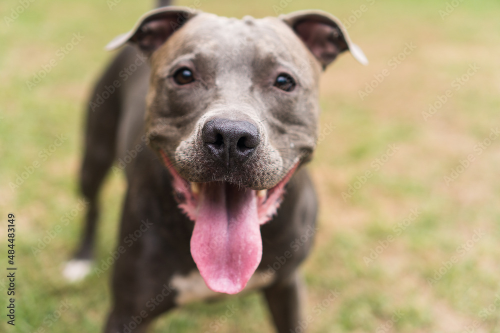 Pit bull dog playing in the park. Green grass, dirt floor and wooden stakes all around. Selective focus