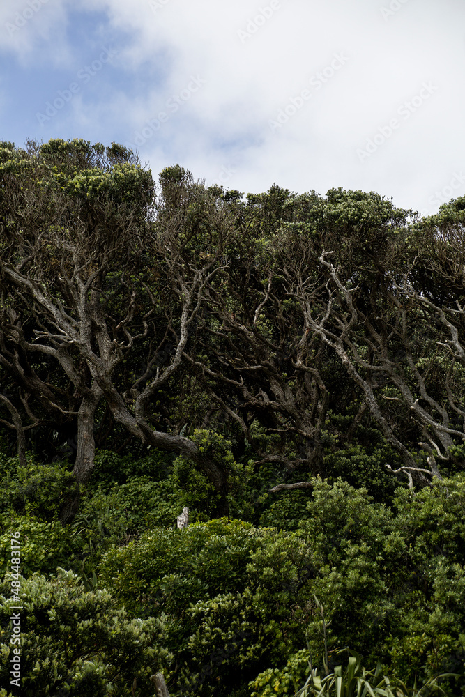 Bethells Beach