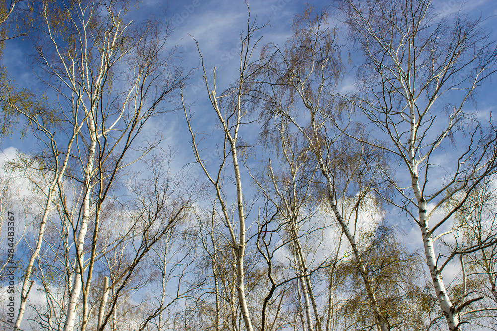 The birch trees, trees in front of spring sky and clouds. The birch trees, trees in front of spring sky and clouds.