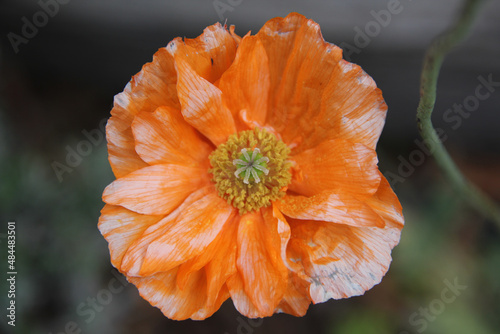 A shallow focus of an orange Papaver californicum flower photo