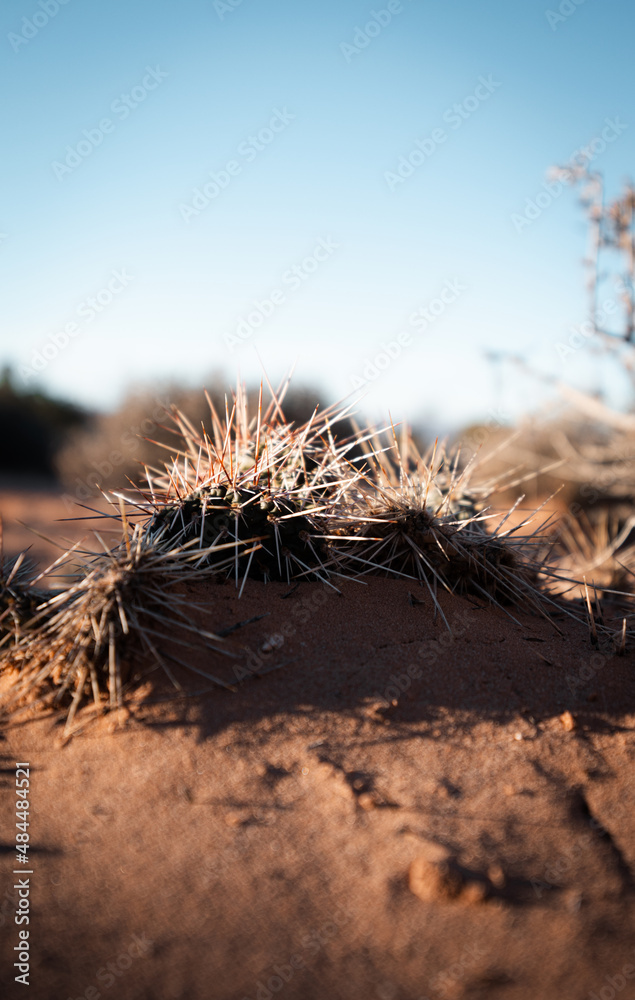Fototapeta premium Cactus in Canyonlands National Park