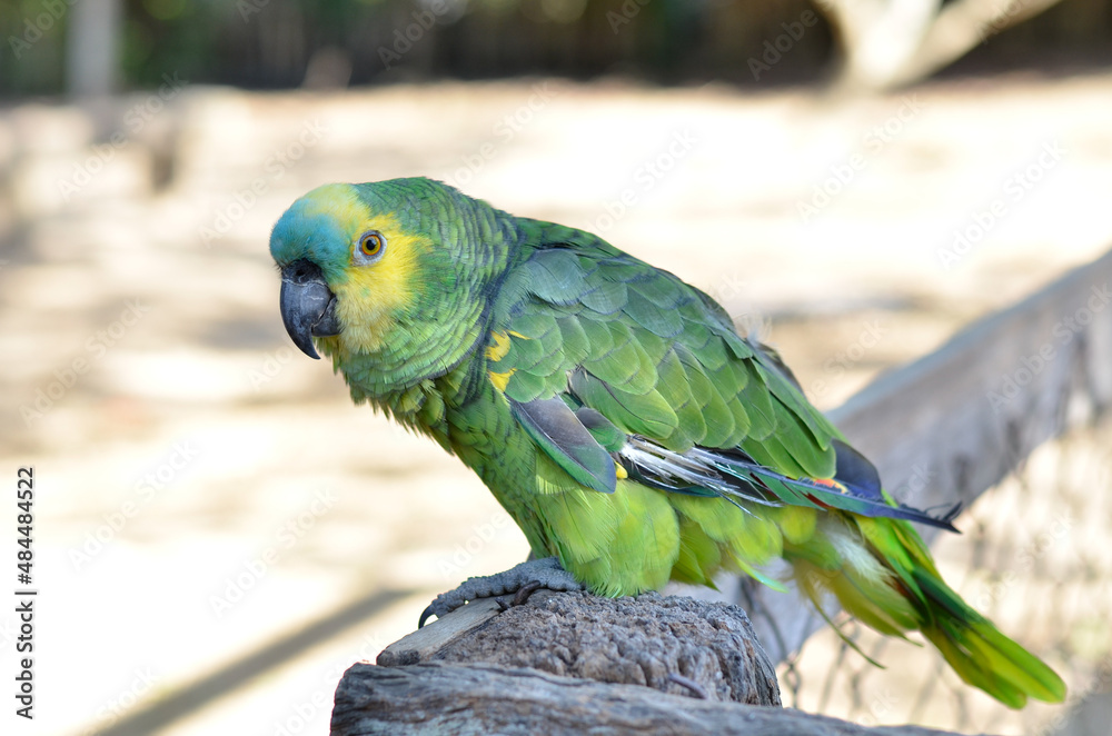 Obraz premium green and yellow parrot