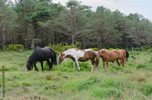 Wild black horse accompanied by her group of mares and offspring. Wild horses in the meadow.