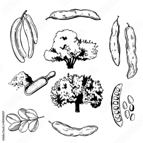 Carob tree set. Sketch  illustration.