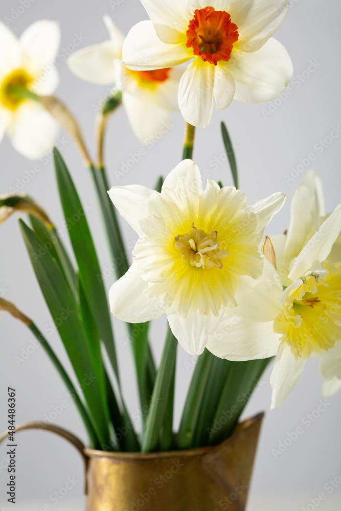 Spring flowers daffodil in pot closeup Spring flowers daffodil in pot closeup