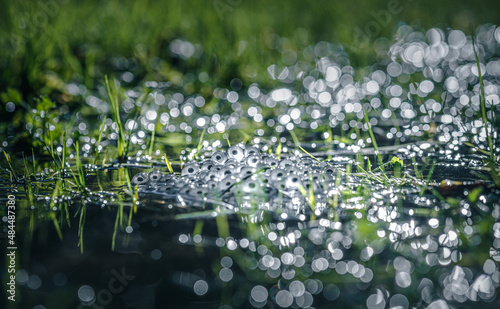 frog eggs on water surface photo
