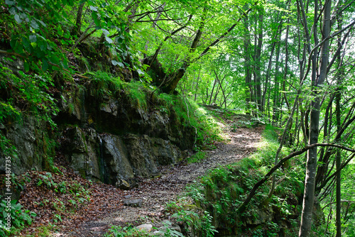 A hillside forest in July near the village of Dordolla in the Moggio Udinese municipality of Udine province, Friuli-Venezia Giulia, north east Italy 