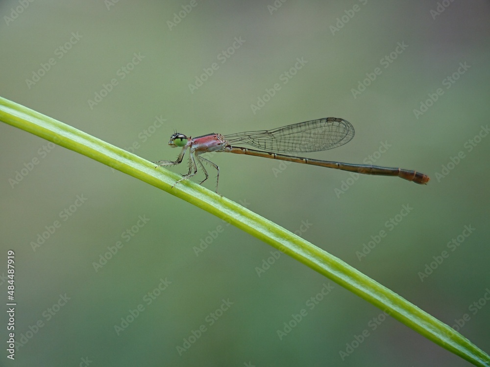 close up of a dragonfly close up of a dragonfly