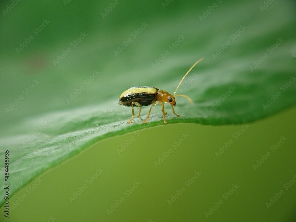 Fototapeta premium bug on a leaf
