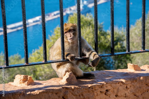 A young Barbary Macaque ape behind an iron gate with the Mediterranean sea behind in Gibraltar, UK.