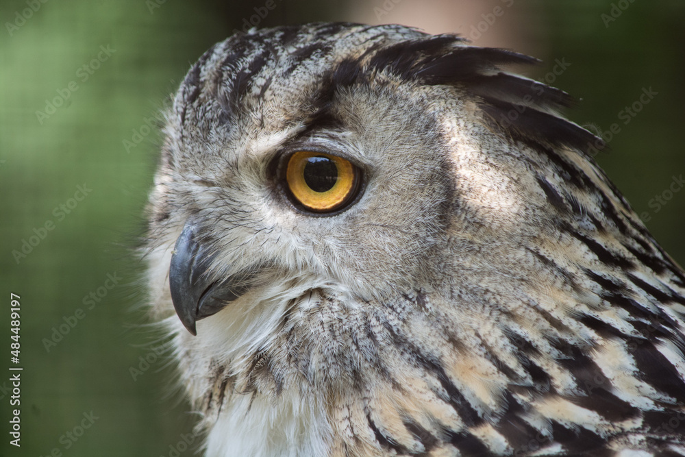 Obraz premium The wild nature.