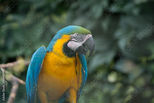 Parrot. The wild nature.