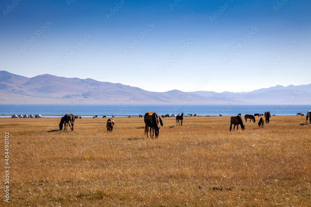 Troupeau de chevaux au Kirghizistan