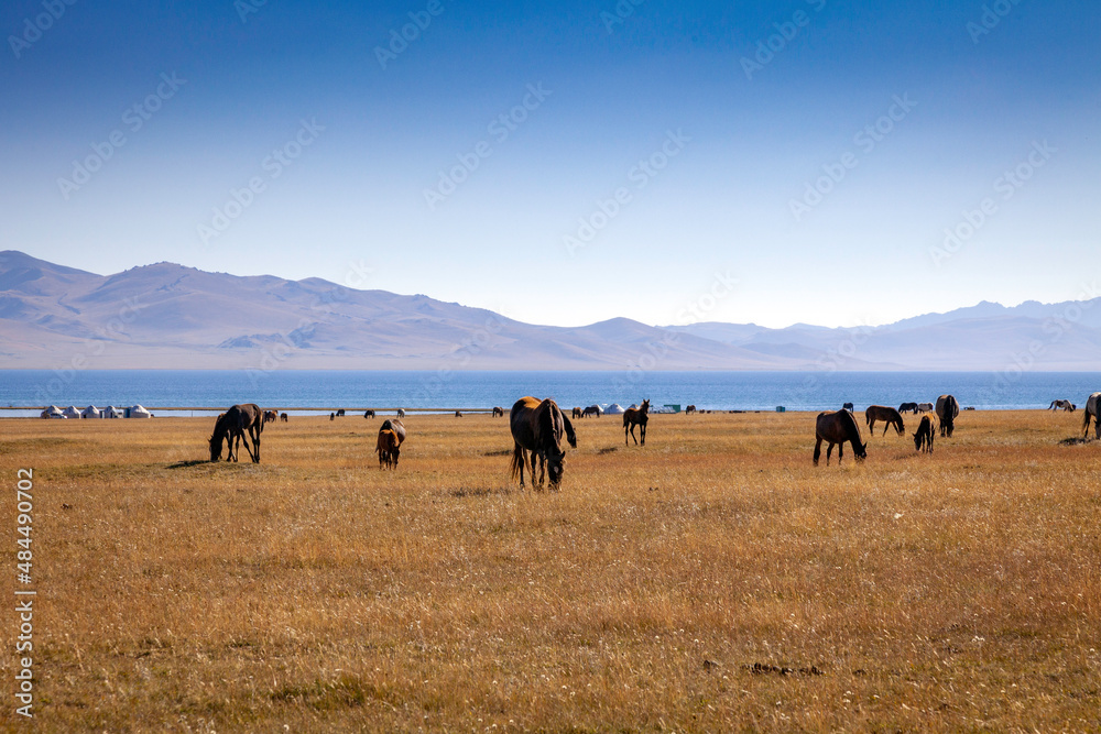 Troupeau de chevaux au Kirghizistan Troupeau de chevaux au Kirghizistan
