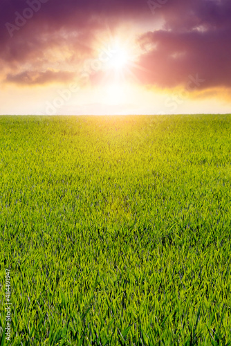 Field with green young grass and picturesque sky at sunset, spring view
