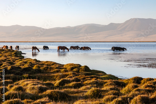 Fototapeta Naklejka Na Ścianę i Meble -  troupeau de chevaux s'abreuvant dans le lac Son Kul