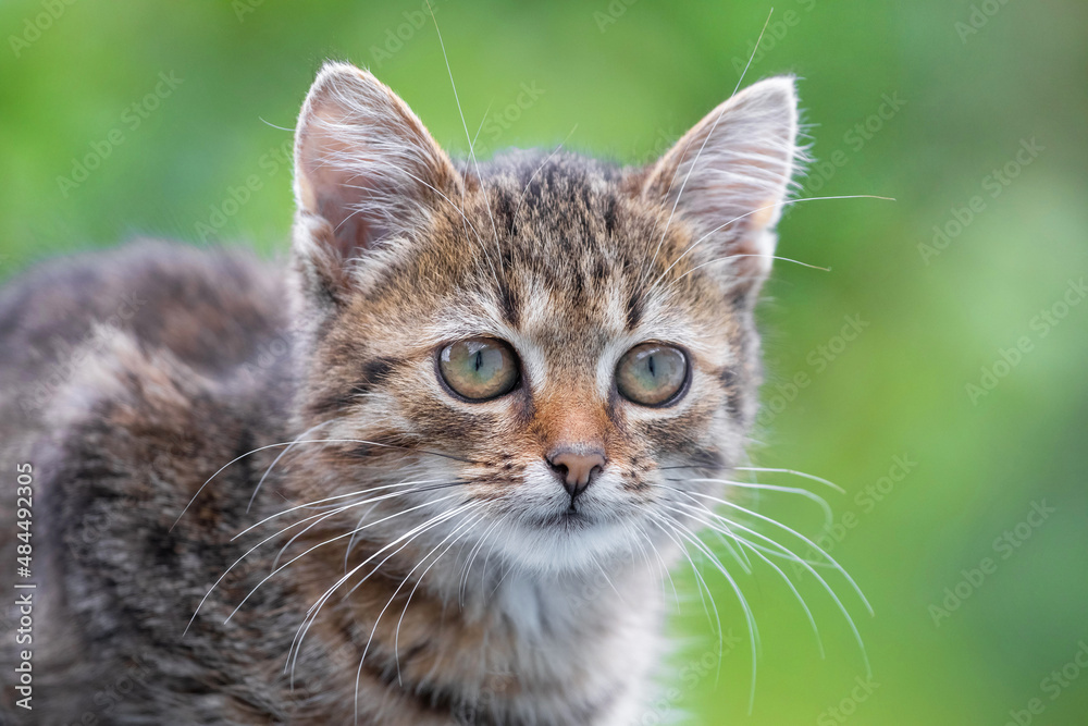 Small striped kitten with a clear look on a blurred background Small striped kitten with a clear look on a blurred background