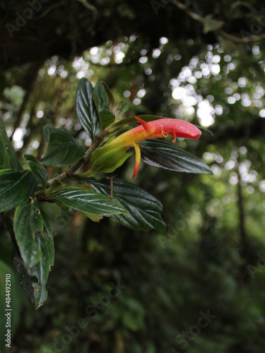 Flower of the wild gesneriad Columnea lepidocaulis from the cloud forests of Costa Rica photo