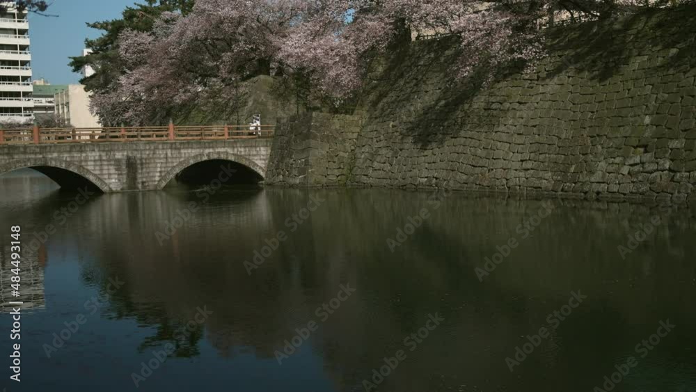 福井県庁と桜 福井県庁と桜