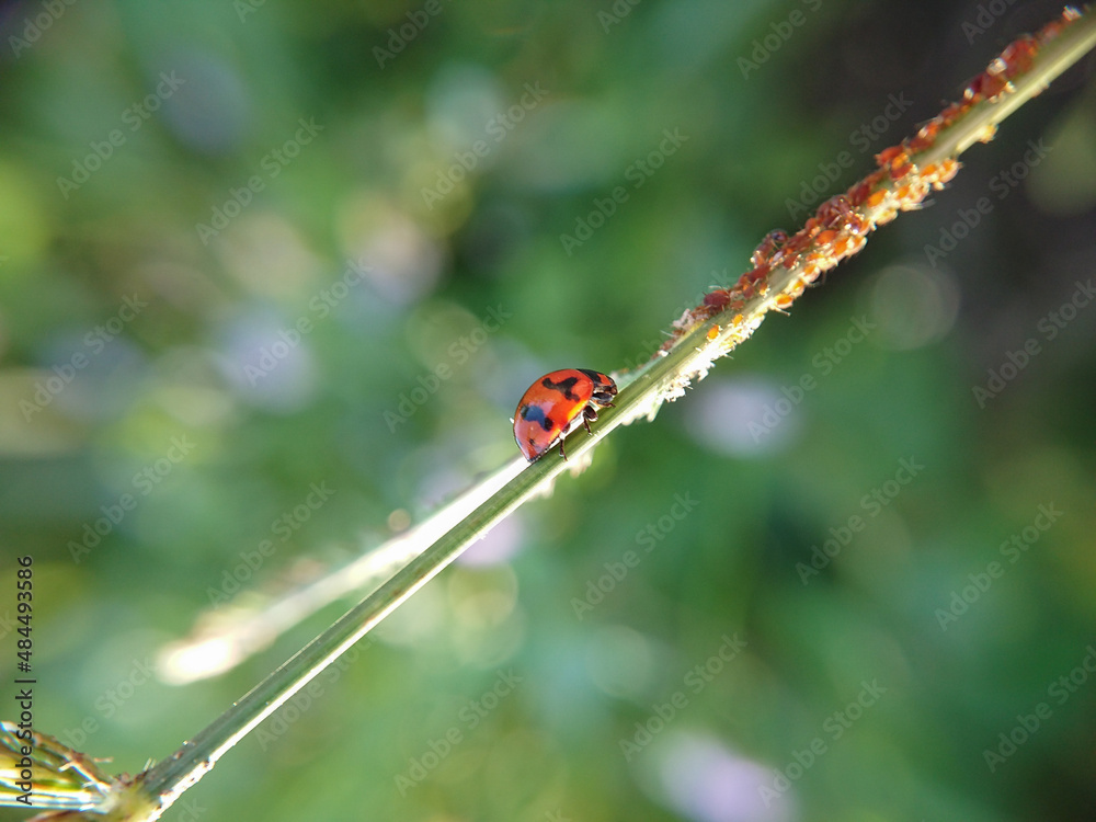 Fototapeta premium ladybird on a leaf