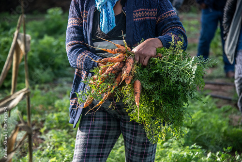 Woman holds fresh carrots fresh from the organic garden