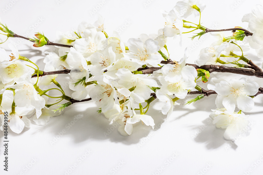 Fototapeta premium Blossoming cherry twig isolated on white background. Amazing spring blossom, Easter concept