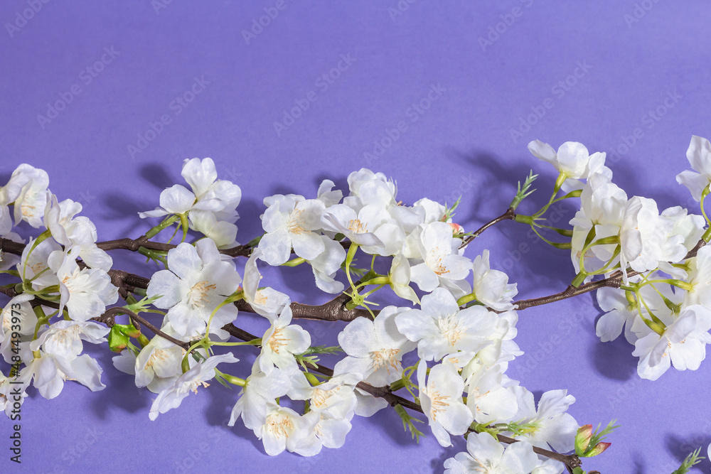 Blossoming cherry twig isolated on purple very peri background. Amazing spring blossom, Easter concept
