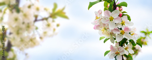 Apple tree branch with white flowers on sky background. Apple blossoms