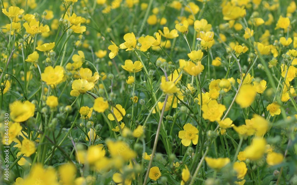 field of yellow flowers field of yellow flowers